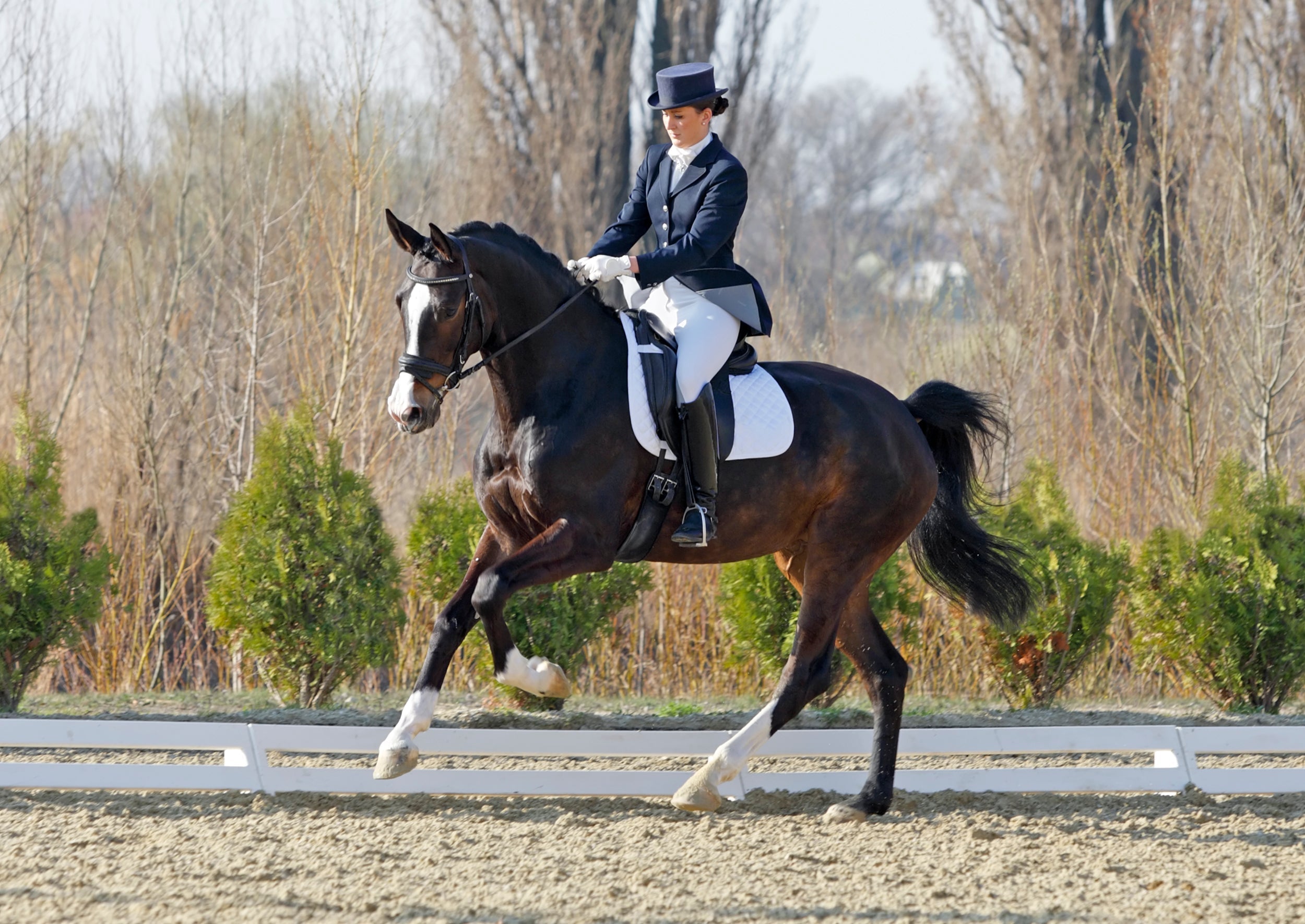 Upcoming Canadian Dressage Shows & Where to Find Us in 2025